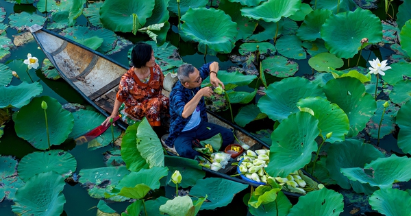 Vào hồ ngự uyển Kinh thành Huế xem thợ thức sớm 'gửi trà' vào búp sen tiến vua