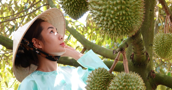 Ấn Độ sẽ là 'mỏ vàng' mới của sầu riêng Việt Nam?