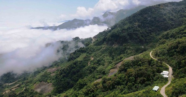 Guardians of the 'National Treasure': Protecting Ginseng on Ngọc Linh Mountain