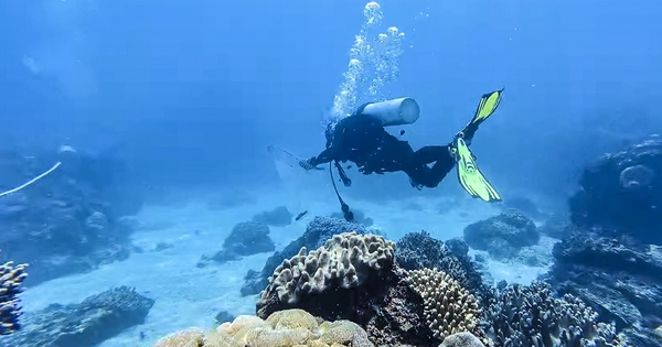Protecting the 'Green Lungs' Beneath Ly Son's Seas: Divers Collect Waste During Reef Monitoring