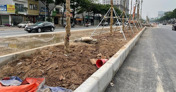 Hanoi Tree Planting Project Built on Concrete Base, Raising Concerns