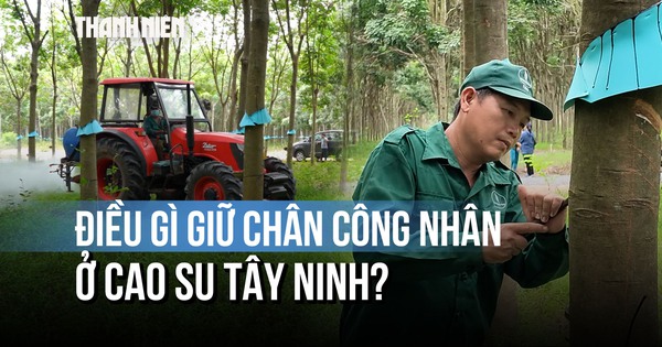 Giữa sức hút của khu công nghiệp, cao su Tây Ninh giữ chân công nhân thế nào?