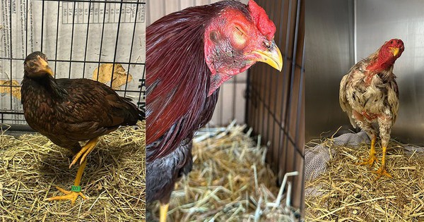 Mỹ triệt phá 2 trường gà lớn, bắt giữ hàng chục người