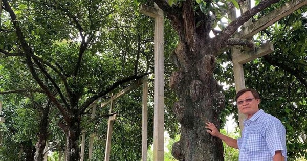 Phong Nam islet charms visitors with century-old mangosteen trees and fruit bounty