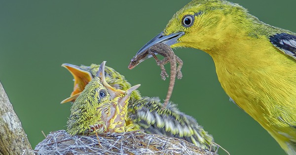'Đột nhập' chiếc tổ tròn xoe của chim huýt cô: Con non há miệng  chờ mồi