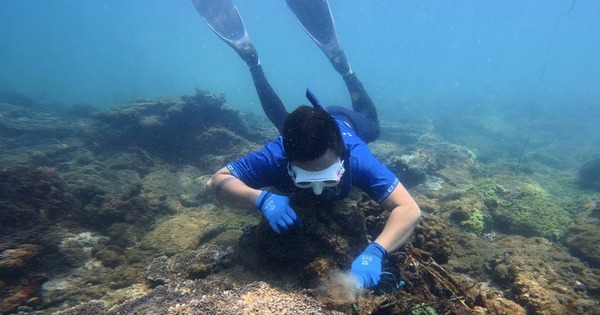 Divers 'Unchain' Coral Reefs Under the Sea at Da Nang's Hon Sup