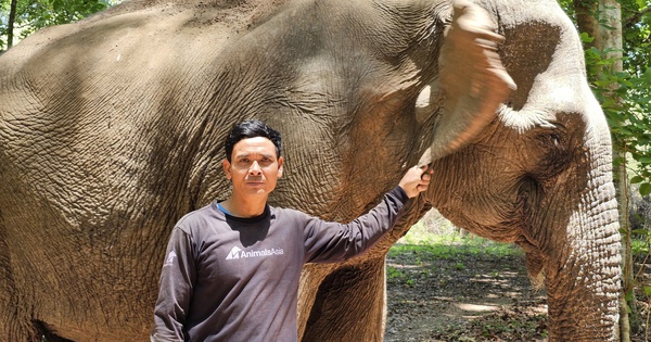 Tracking Elephant Footprints: Facing Wild Elephants to Save a 'Giant Friend'