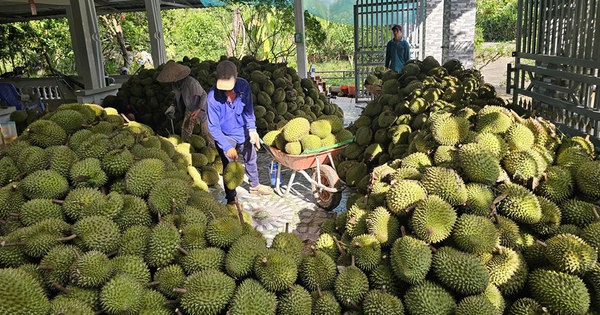 Xuất khẩu nông sản 'lãi ròng' lớn