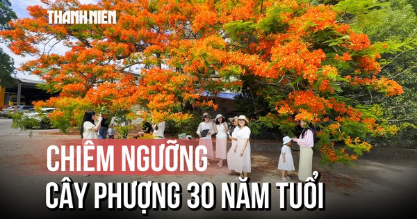 Cây phượng hơn 30 năm tuổi gây 'sốt', người dân đổ xô check-in