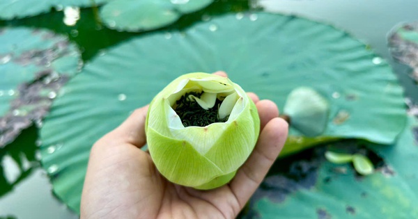 Vào đảo Bồng Lai thưởng trà, ăn món ngon từ sen Huế