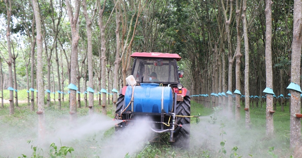 Cao su Tây Ninh: Giữ vững năng suất ‘2 tấn’, hướng đến phát 