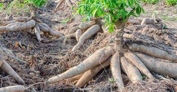 1.001 chuyện cây sắn và ethanol: Ký ức… sắn!