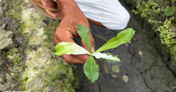 Vegetable crops in Dong Thap turn white and die after irrigation from Giua canal