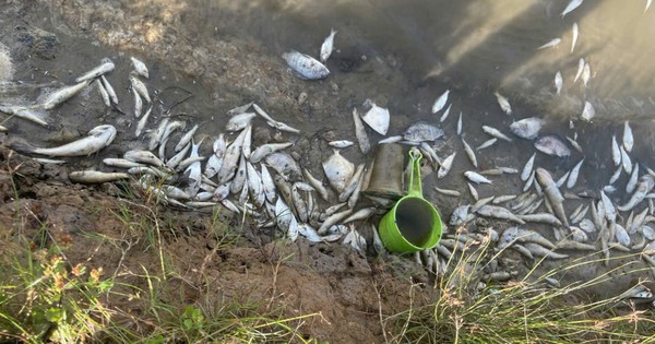 Water Quality Blamed for Mass Fish Deaths on Vietnam's Hieu River