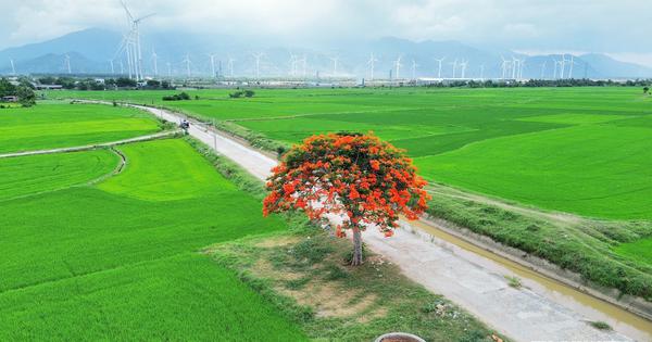 Vẻ đẹp cây phượng cô đơn rực đỏ giữa đồng lúa Khánh Hòa