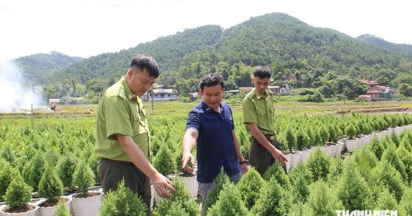 Kỹ sư người Tày chinh phục thành công loài 'vương mộc'