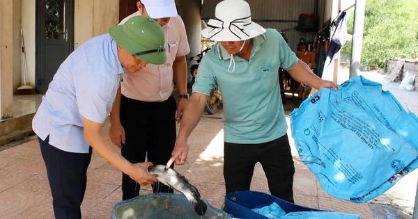 Sét đánh chết 3 tấn cá lóc của người dân Quảng Trị