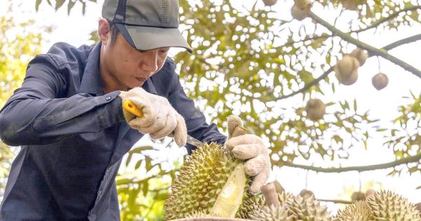 Sầu riêng Việt Nam mở thêm thị trường tỉ dân mới