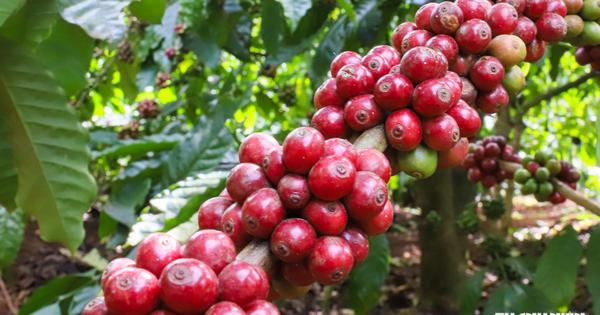 Trung Quốc dẫn đầu tăng trưởng xuất khẩu cà phê của Việt Nam