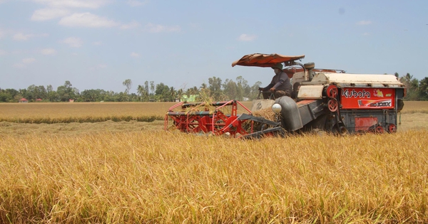 Cà Mau tăng tốc xây dựng vùng lúa chất lượng cao phát thải thấp bền vững