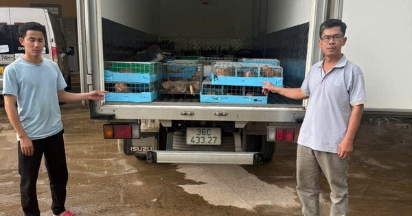 Dùng ô tô chở 105 cá thể dúi từ Lào về Việt Nam, một người bị khởi tố