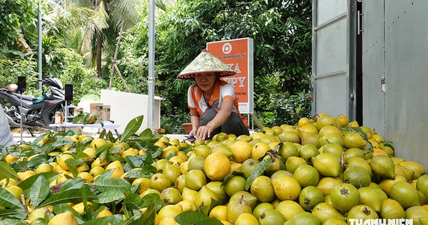 Cô gái miền Tây đưa loại trái bị 'bỏ rơi' thành sản phẩm OCOP 4 sao