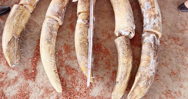 Triệt phá vụ buôn lậu ngà voi lớn nhất từ trước đến nay tại cảng Quy Nhơn