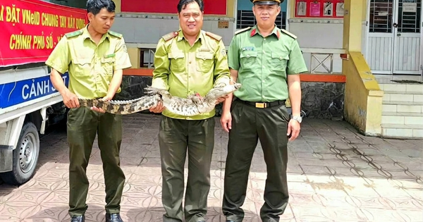 Cần Thơ: Đi giăng lưới bất ngờ bắt dính cá sấu