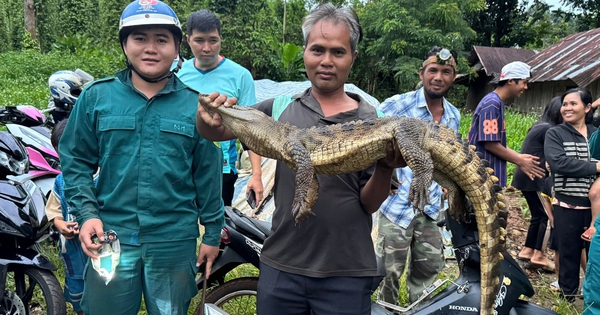 Đồng Nai: Đã bắt cá sấu hơn 10 kg dưới suối sau hơn 20 ngày truy tìm