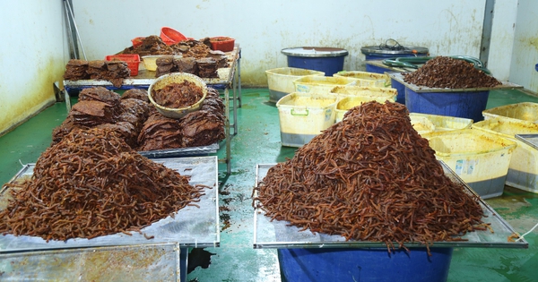 Đồng Nai: Triệt phá đường dây 'phù phép' thịt trâu thành khô bò