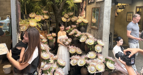‘Hoa nhà giàu’ 700.000 đồng/cành khiến giới trẻ rần rần xếp hàng dài check-in