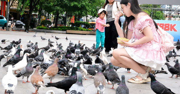 Đàn bồ câu khiến nhiều người mê tít ở phố đi bộ Nguyễn Huệ do ai nuôi?