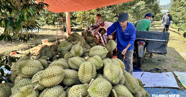 Mã số vùng trồng tăng, vì sao giá sầu riêng lại giảm?