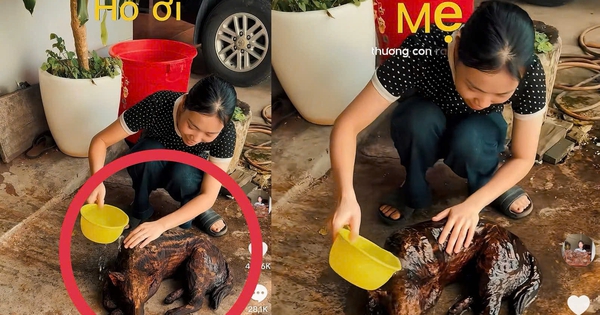 14 triệu lượt xem clip cô gái 'tắm' chó: Chuyện hiểu lầm hy hữu xảy ra