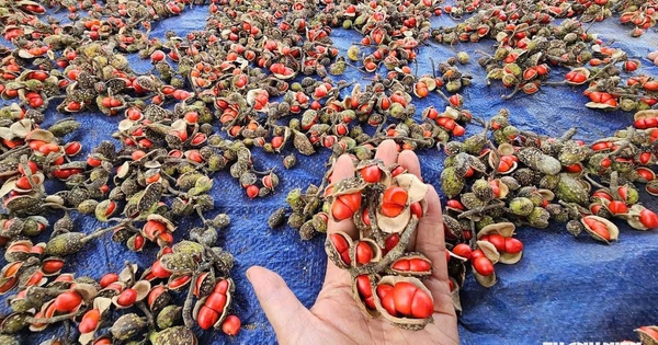 Hạt dổi từng có giá hơn 2 triệu đồng/kg, giờ cây bị chặt bán củi: Vì sao?