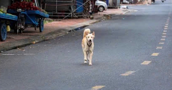 Bé gái 4 tuổi tử vong do bệnh dại nghi bị chó cắn
