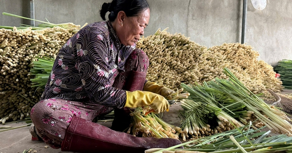 Xóm bóc sả ở cù lao Tân Phú Đông