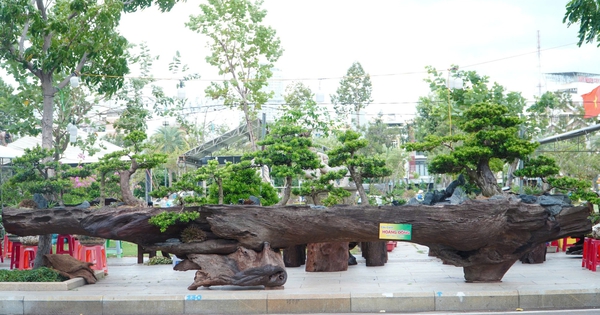 'Khu rừng' 10 cây tùng trên khối gỗ dài 7,8 m gây chú ý ở Quy Nhơn