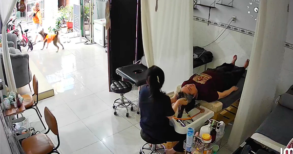 'Tèo ơi ra lấy hàng!': Chú chó 8 tháng tuổi chạy ra nhận hàng từ shipper