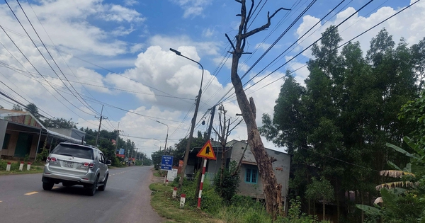 Cây khô bên đường