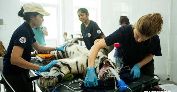 Hổ Đông Dương nặng 150 kg ở Phong Nha được khám sức khỏe thế nào trước khi 'ra riêng'?