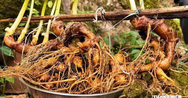 Cây sâm Ngọc Linh hơn 35 năm tuổi bán 725 triệu đồng có gì đặc biệt?