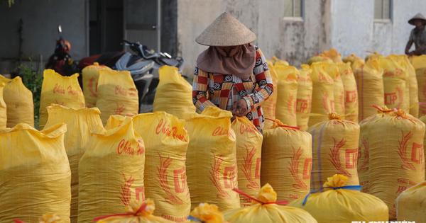 Gạo Việt Nam ứng phó với chiêu trò 'làm giá' của nhà nhập khẩu thế nào?