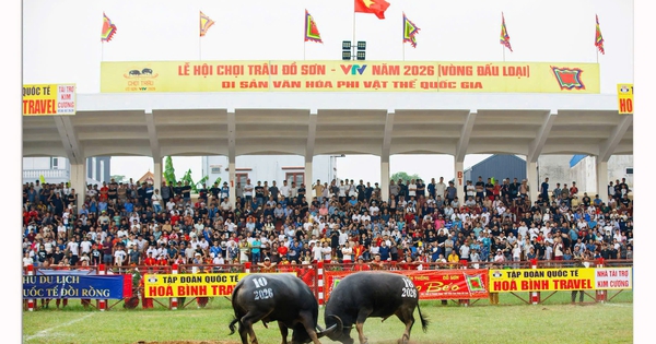Chung kết chọi trâu Đồ Sơn 2026 - Chảo lửa Đồ Sơn đang nóng dần