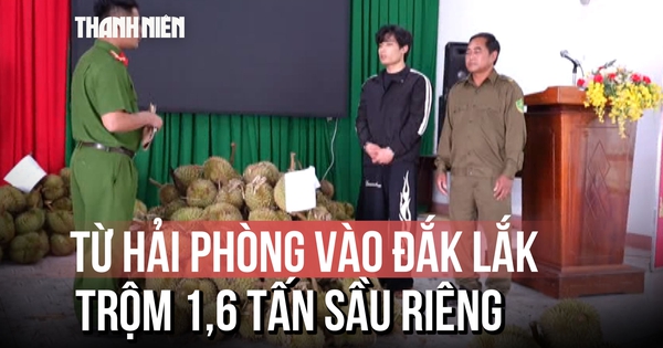 Nghi phạm trộm 1,6 tấn sầu riêng ở Đắk Lắk: 'Cảm thấy có lỗi với nông dân'