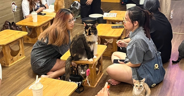 'Check in' quán cà phê cưu mang những con mèo khuyết tật