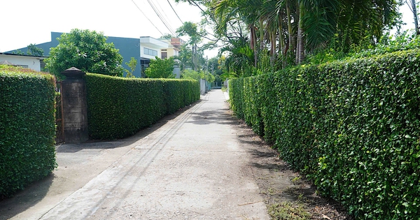 Lạ mắt những 'bức tường xanh' bằng cây duối ở quê hương Đào Tấn