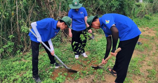 Mang màu xanh về với Tà Lài