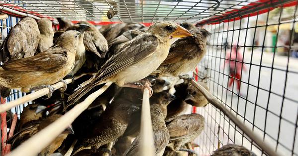 Khánh Hòa rà soát tài khoản mạng xã hội buôn bán động vật hoang dã