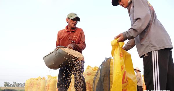 Khách mua gạo Việt Nam mở toang cửa nhập khẩu để ứng phó siêu El Nino
